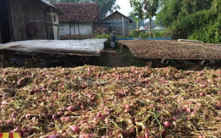 Stok Bawang Merah Membludak, Harga Jual Anjlok